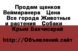 Продам щенков Веймаранера › Цена ­ 30 - Все города Животные и растения » Собаки   . Крым,Бахчисарай